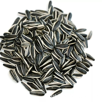 New production Sunflower Seeds601